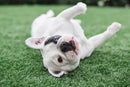 BioTurf BioS+ Artificial Turf Grass Concentrate Enzyme Cleaner and Pet Odor Eliminator - Removes Odors and Sanitizes - Organic, Safe, Environmentally Responsible (1 Gallon) - Original Scent