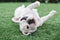 BioTurf BioS+ Artificial Turf Grass Concentrate Enzyme Cleaner and Pet Odor Eliminator - Removes Odors and Sanitizes - Organic, Safe, Environmentally Responsible (1 Gallon) - Original Scent