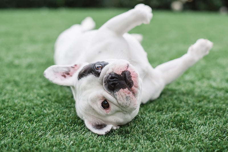 BioTurf BioS+ Artificial Turf Grass Concentrate Enzyme Cleaner and Pet Odor Eliminator - Removes Odors and Sanitizes - Organic, Safe, Environmentally Responsible (1 Gallon) - Original Scent
